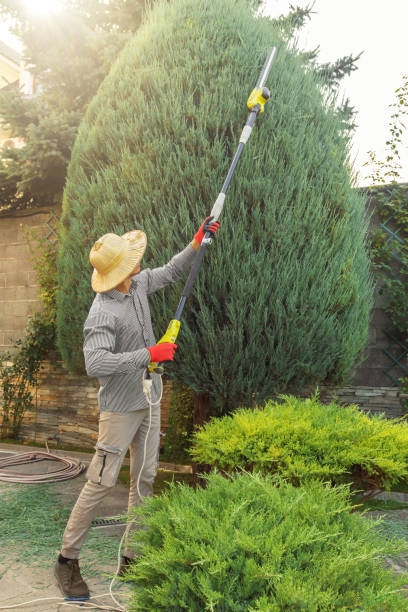 Tree and Shrub Care in Olivarez, TX